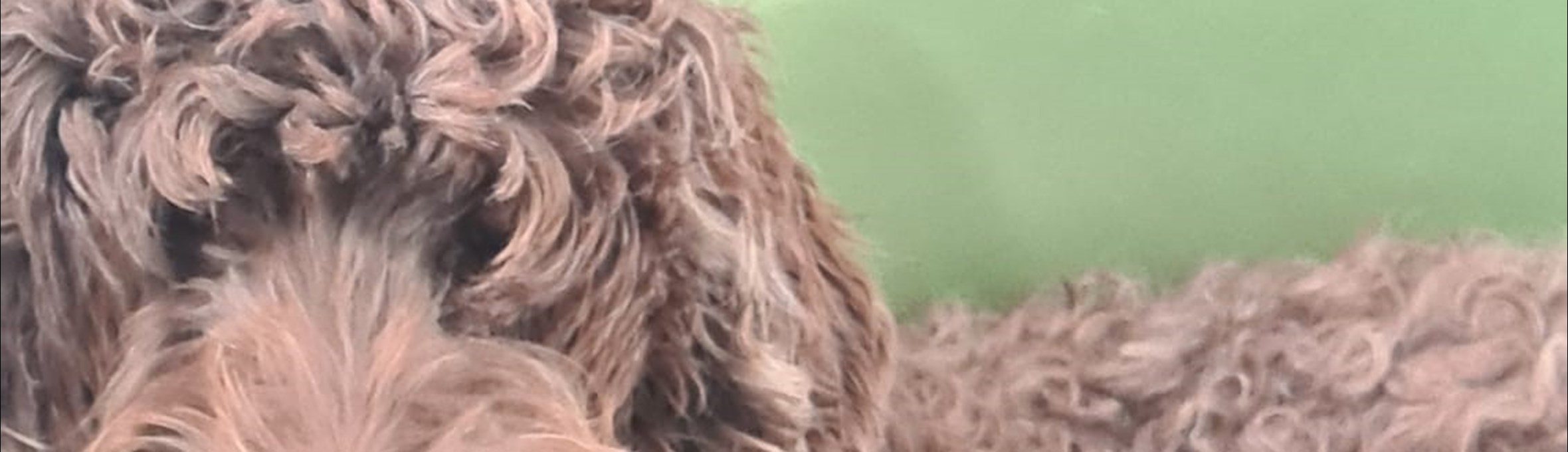 A labradoodle and her puppies at Hovel’s business