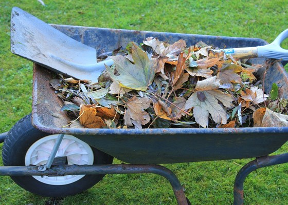 Wheelbarrow full of leaves and other garden waste, with a shovel on top.