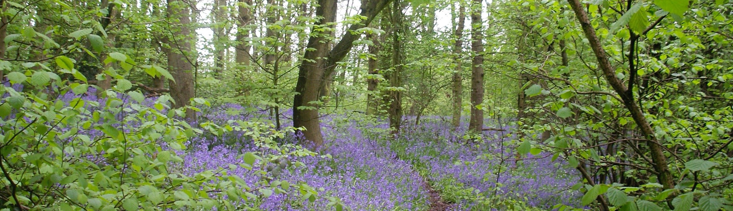 Woodland path leading between trees and bluebells