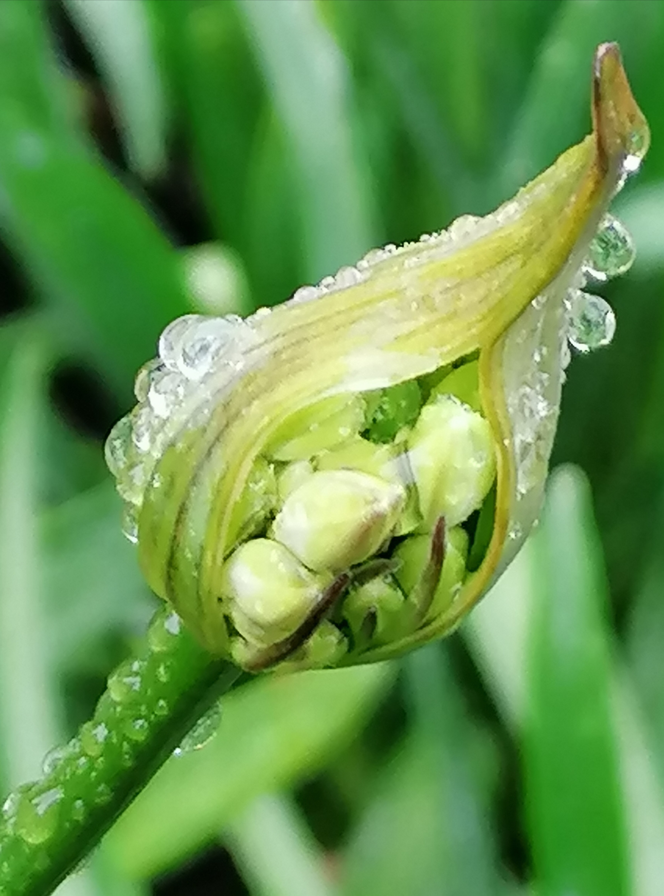 Flower bud opening