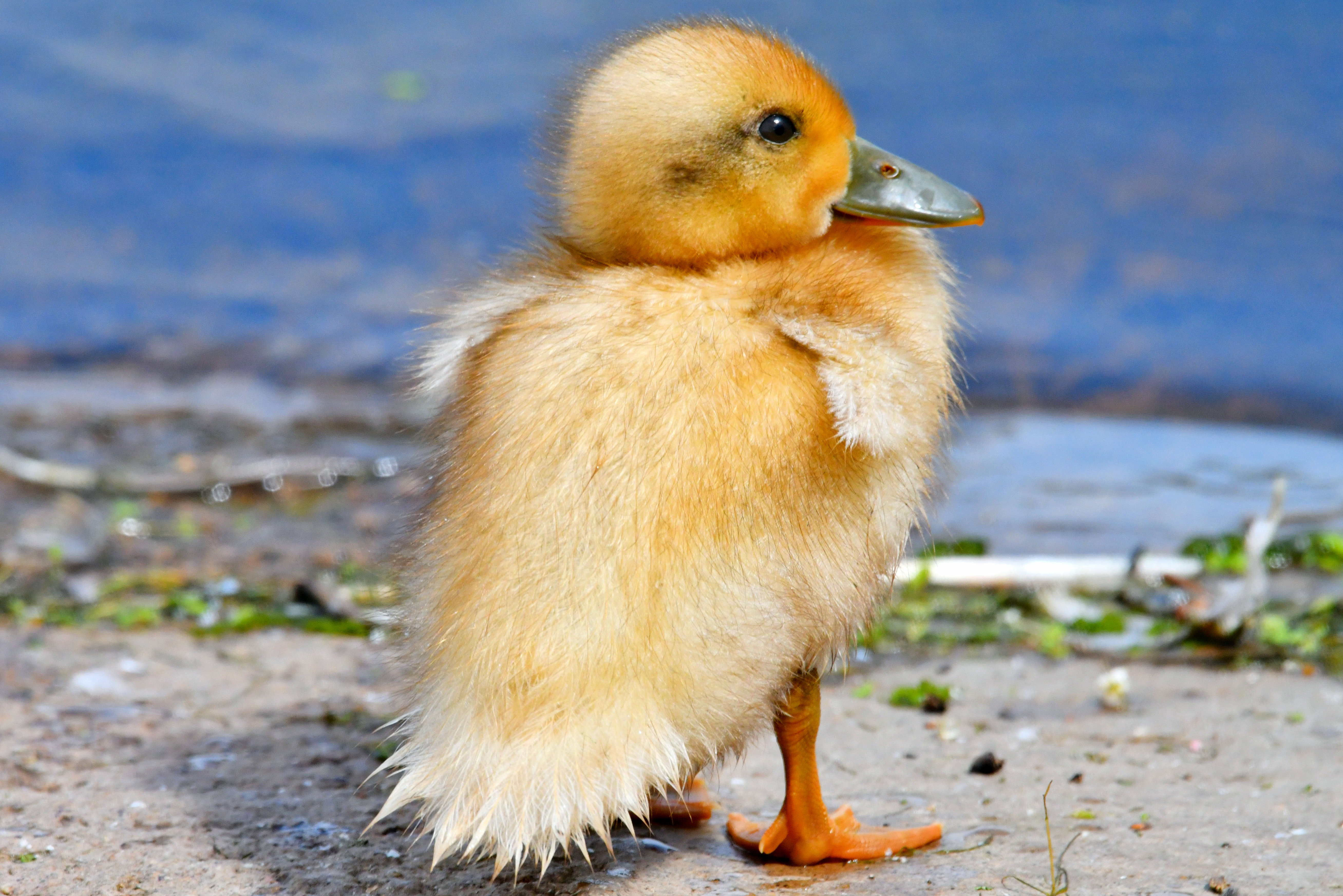 Duckling by the water