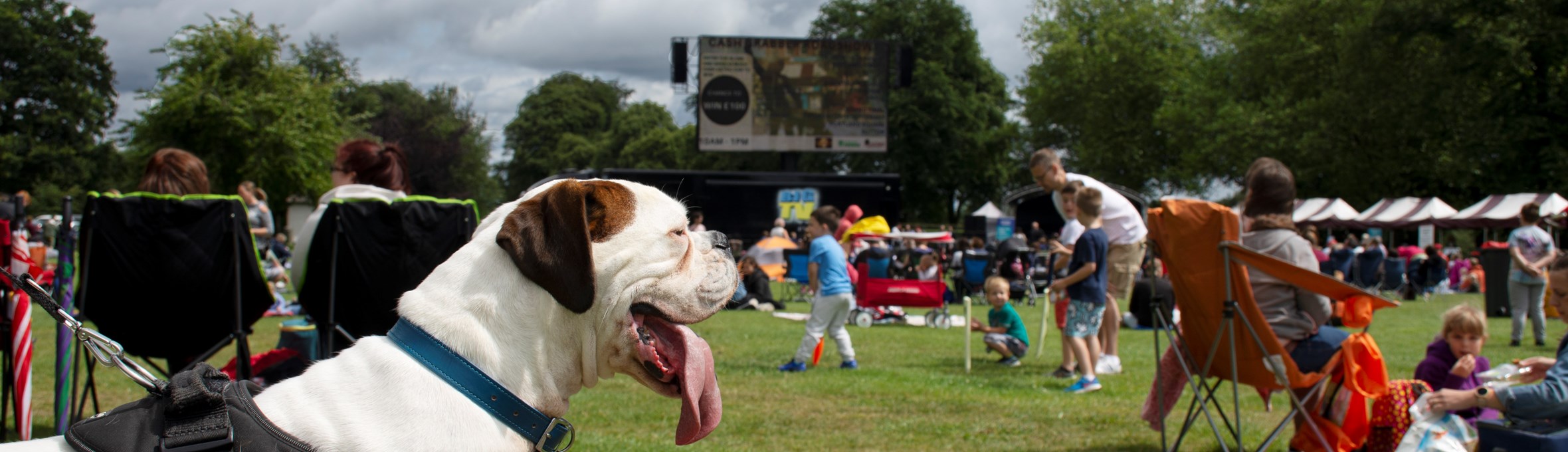 a cute dog with its tongue sticking out is in front of the cinema screen on sutton lawn