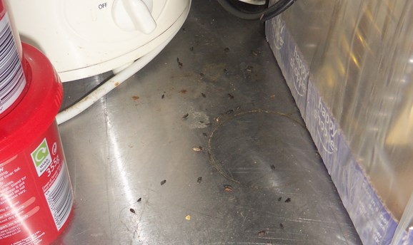 mouse droppings on the counter next to gravy and a kettle 
