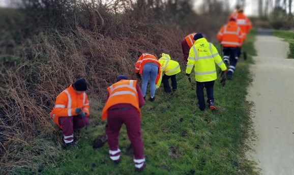 volunteers planting trees