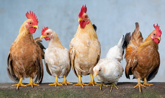 five chickens 