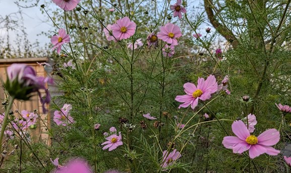 The wildlife haven in Hucknall